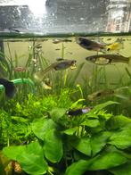 Jonge endler guppen te koop, Dieren en Toebehoren, Vissen | Aquariumvissen, Vis