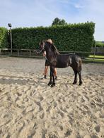 Fries hengsten  veulen, Dieren en Toebehoren, Paarden, Hengst, Niet van toepassing, Gechipt, 0 tot 2 jaar