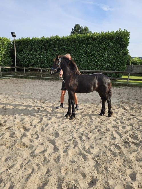 Fries hengsten  veulen, Dieren en Toebehoren, Paarden, Hengst, Niet van toepassing, 0 tot 2 jaar, Gechipt, Ontwormd