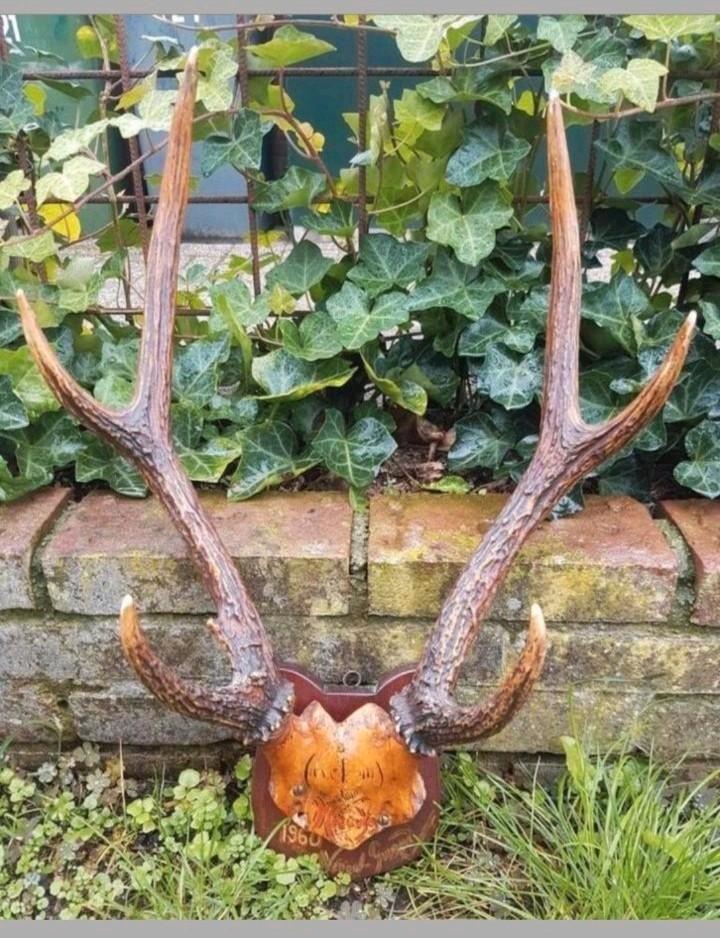 Prachtig uniek Rusa Sambar hert herten schedel Nieuw Guinea, Verzamelen, Dierenverzamelingen, Nieuw, Schedel, Hert, Ophalen of Verzenden