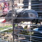 Grijze roodstaart, Geslacht onbekend, Papegaai, Pratend