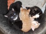 Super leuke, lieve kittens te koop, Dieren en Toebehoren, Katten en Kittens | Overige Katten, Kater