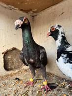Te Koop, Meerdere dieren, Overige soorten
