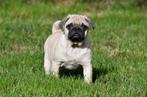 Mopshond pups te koop, Rabiës (hondsdolheid), 15 weken tot 1 jaar, Overige rassen, Buitenland