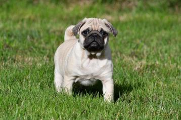 Mopshond pups te koop beschikbaar voor biedingen
