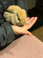 Jong konijntje te koop. Nederlandse hangoor dwerg., Dieren en Toebehoren, Mannelijk, Dwerg, Hangoor