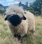 Walliser schwarznase ramlammeren, Dieren en Toebehoren, Schapen, Geiten en Varkens, Vrouwelijk, Geit