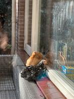 OPPAS HUISJE GEZOCHT, Dieren en Toebehoren, Pluimvee, Vrouwelijk, Kip