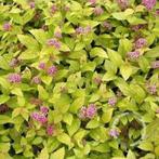 Spiraea japonica 'Anthony Waterer', Volle zon, Vaste plant, Zomer, Ophalen