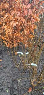 Fagus sylvatica Beuk groen en rood, Ophalen, Beukenhaag, Haag, 100 tot 250 cm