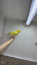 2 koppels waterslagers te koop, Dieren en Toebehoren, Vogels | Kanaries, Meerdere dieren, Zangkanarie