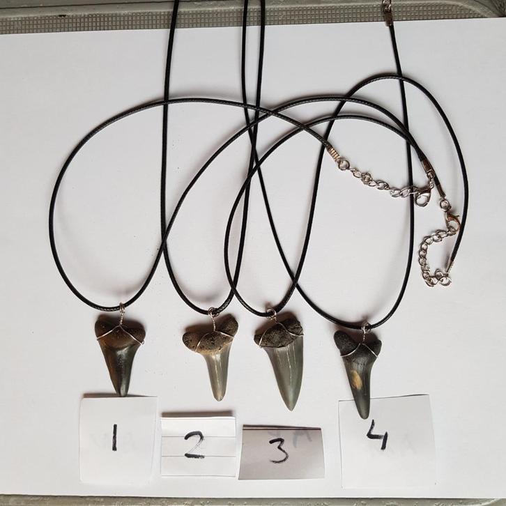 Haaientand aan ketting, Verzamelen, Mineralen en Fossielen, Fossiel, Ophalen of Verzenden