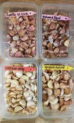 Knoflook pootgoed | Ecologisch, Tuin en Terras, Verzenden, Gehele jaar, Volle zon, Knol