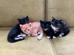 Super lieve gesocialiseerde kittens zwart/wit, Dieren en Toebehoren, Katten en Kittens | Overige Katten, Meerdere dieren, Kortharig
