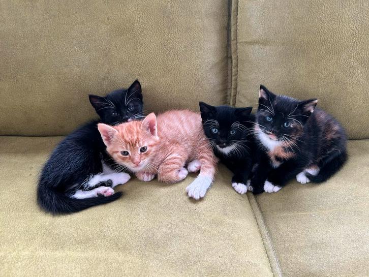 Super lieve gesocialiseerde kittens zwart/wit, Dieren en Toebehoren, Katten en Kittens | Overige Katten, Kortharig, Meerdere dieren