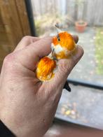 Wk en wk witkop, Dieren en Toebehoren, Mannelijk, Wildzangvogel, Geringd