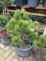 Pinus Helreichii Malinki - Dwergden, Tuin en Terras, Planten | Bomen, Bloeit niet, Overige soorten, Minder dan 100 cm, Ophalen