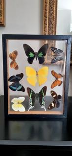 Taxidermie vlinders, Verzamelen, Dierenverzamelingen, Ophalen of Verzenden, Zo goed als nieuw, Insect, Opgezet dier
