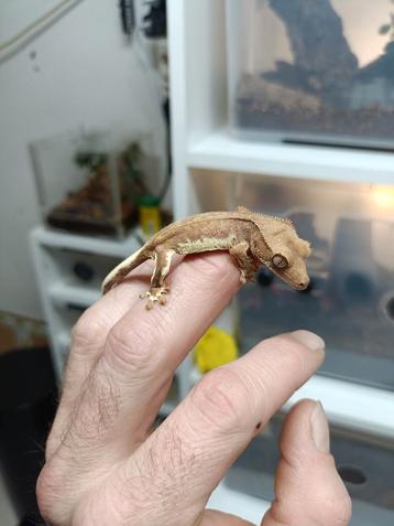 Wimpergekko baby van 6-6-24, 5,6g beschikbaar voor biedingen