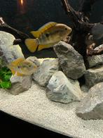 Regenboog cichliden koppel, Dieren en Toebehoren, Vissen | Aquariumvissen, Vis