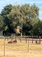 Stal te huur, Dieren en Toebehoren, Stalling en Weidegang, Weidegang, 1 paard of pony