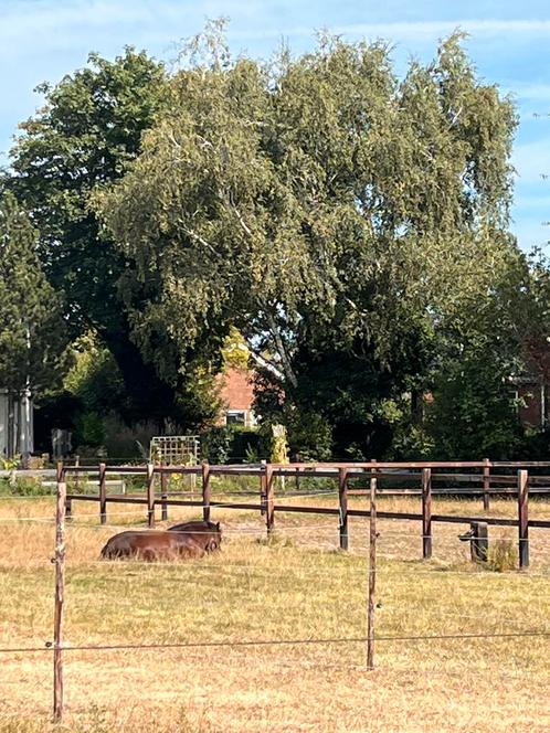 Stal te huur, Dieren en Toebehoren, Stalling en Weidegang, Stalling, Weidegang, 1 paard of pony