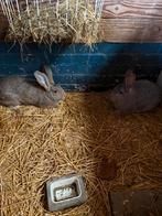 Vlaamse reus reuzen konijnen, Vrouwelijk, Groot