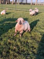 Goeie hampshire down dekram, Dieren en Toebehoren, Schapen, Geiten en Varkens, Mannelijk, Schaap, 0 tot 2 jaar