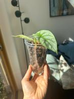 Alocasia Silver Dragon - 2 stuks, Huis en Inrichting, Kamerplanten, Ophalen, Overige soorten, Halfschaduw, In pot