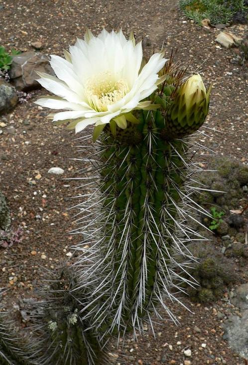 Cactus Trichocereus Chiloensis var. Eburneus potmaat 27, Huis en Inrichting, Kamerplanten, Cactus, Minder dan 100 cm, Bloeiende kamerplant