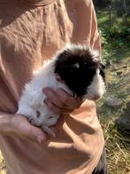 lieve cavia's te koop ( beer en zeug ), Februari, Mannelijk, Cavia
