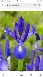 Tk 12 blauwe irissen, lelies biologisch gekweekt samen 15,00, Zomer, Vaste plant, Bodembedekkers, Ophalen of Verzenden