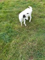 Bok, Dieren en Toebehoren, Schapen, Geiten en Varkens, Mannelijk, Geit, 0 tot 2 jaar