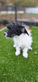 Te koop leuke puber boomer pup, Dieren en Toebehoren, Honden | Niet-rashonden, Nederland, Reu, CDV (hondenziekte), 8 tot 15 weken