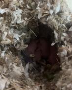 Gerbil baby's, Overige typen, Tam, Juli, Geslacht onbekend