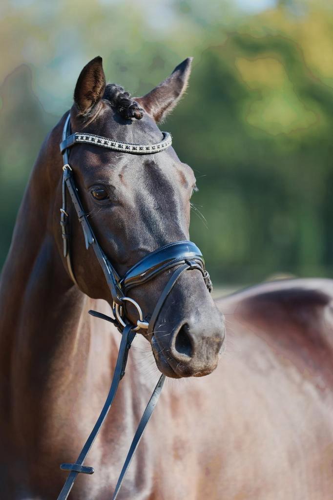 Stalhulp gezocht, Dieren en Toebehoren, Stalling en Weidegang