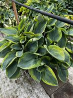 Mooie grote hosta planten., Ophalen, Zomer, Overige soorten, Halfschaduw