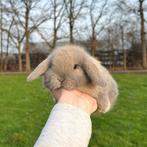 De liefste jonge konijntjes! Nederlandse Hangoordwerg NHD, Meerdere dieren, Dwerg, Hangoor, 0 tot 2 jaar