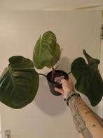 Philodendron nangaritense X Werneri hybrid, Huis en Inrichting, Kamerplanten, Ophalen of Verzenden