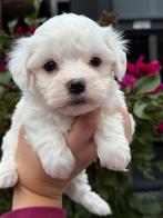 Mini Maltezer pups, Dieren en Toebehoren, Honden | Chihuahua's en Gezelschapshonden, Maltezer, CDV (hondenziekte), 8 tot 15 weken
