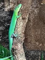 Koppel gastropholis Prasina, Dieren en Toebehoren