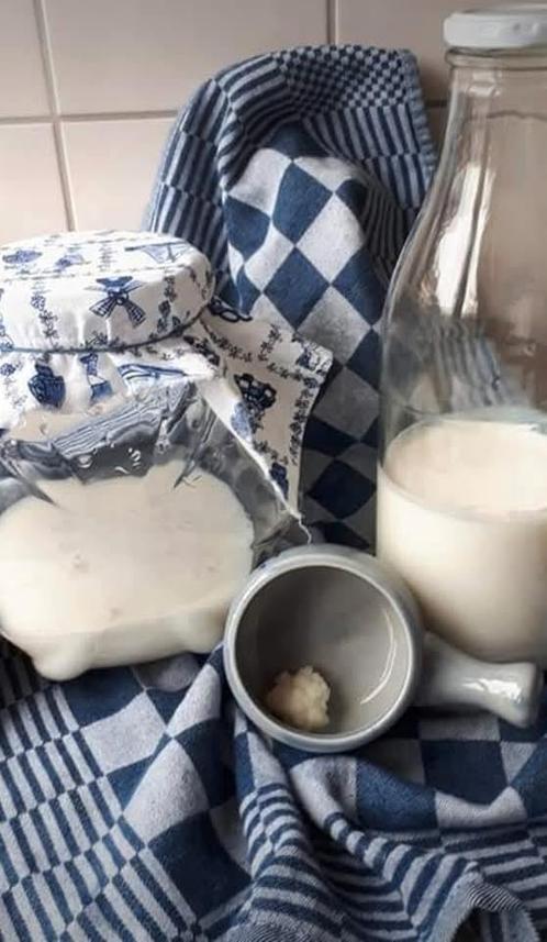 Biologisch kefir yoghurtplantje melkkefir kefirkorrels, Diversen, Levensmiddelen, Ophalen of Verzenden