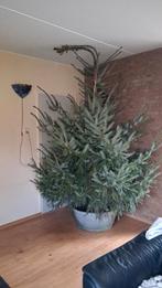 Grote kerstboom in pot, Tuin en Terras, Bloeit niet, Overige soorten, 250 tot 400 cm, Ophalen