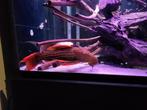 Tekoop grote super red l025 37cm, Dieren en Toebehoren, Vissen | Aquariumvissen