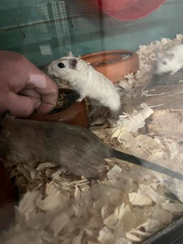 Gerbils in diverse kleuren beschikbaar voor biedingen