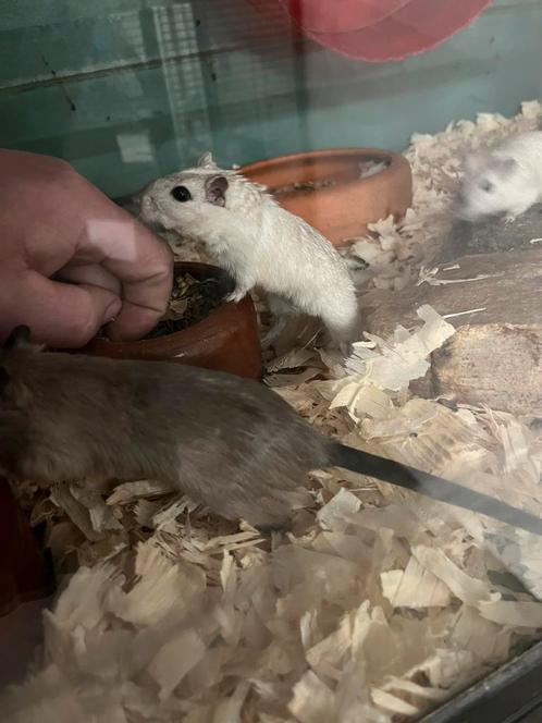 Gerbils in diverse kleuren, Dieren en Toebehoren, Knaagdieren, Meerdere dieren, Overige typen, Na 1 juli 2024, Tam
