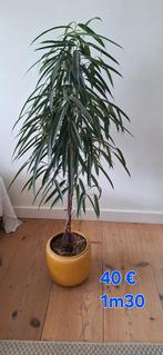 Ficus boom 130cm hoog met pot, Ophalen