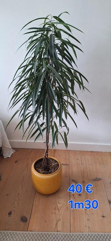 Ficus boom 130cm hoog met pot beschikbaar voor biedingen