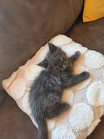 Maincoon kittens, Kater