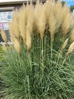 Pluimen 5 voor 10 of alles €1 per stuk, Ophalen of Verzenden, Zo goed als nieuw